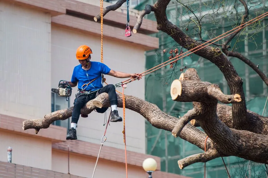 Élagage d'arbres en Isère — Jussi Mike, élagueur à Grenoble